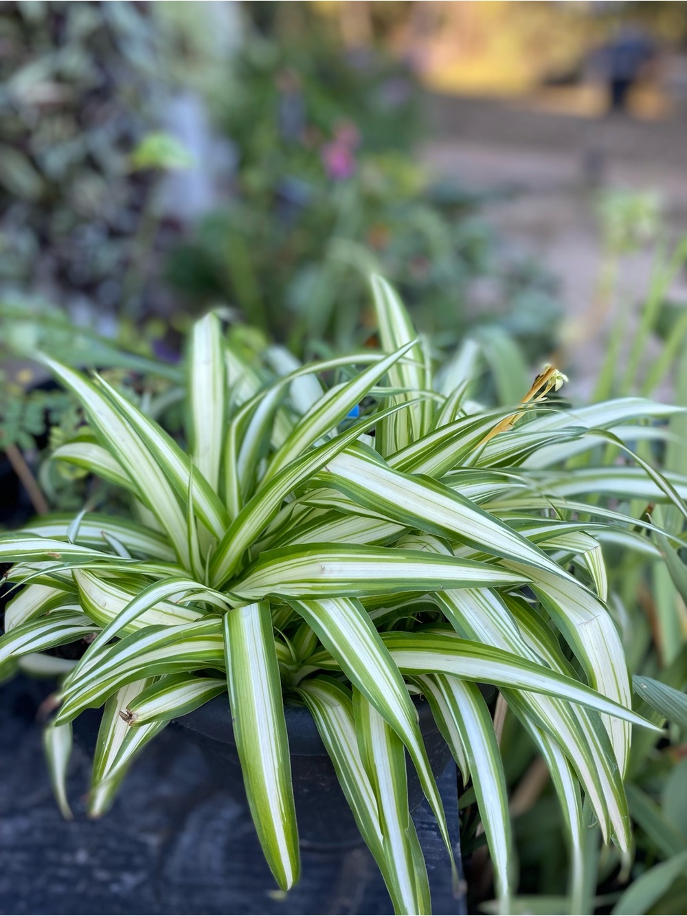 Variegated Spider Plant Growing Adult (ONE)